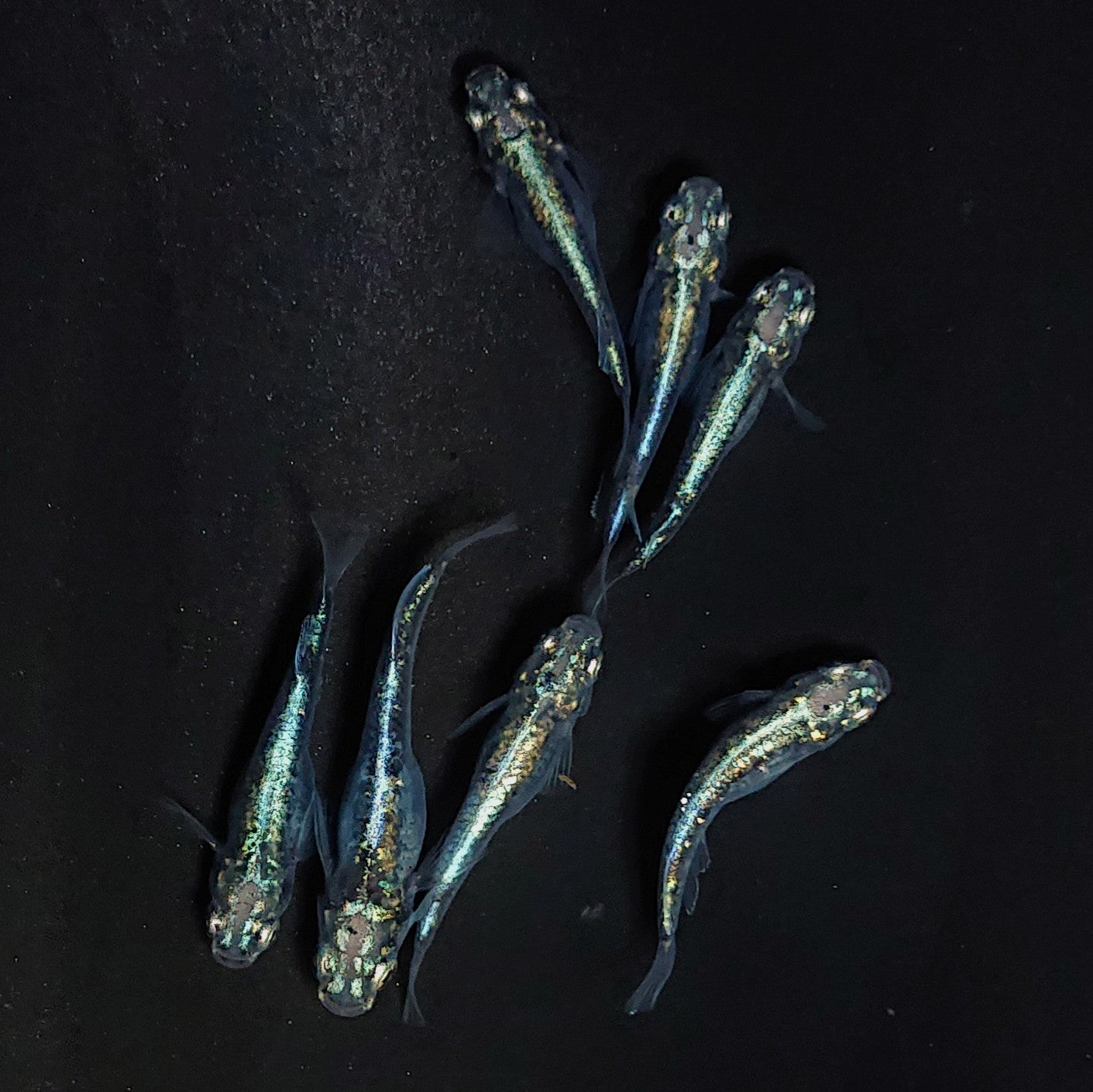 【現物】黒衣　7匹　オス3メス4　3912