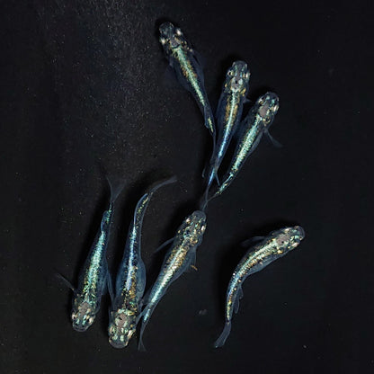 【現物】黒衣　7匹　オス3メス4　3912