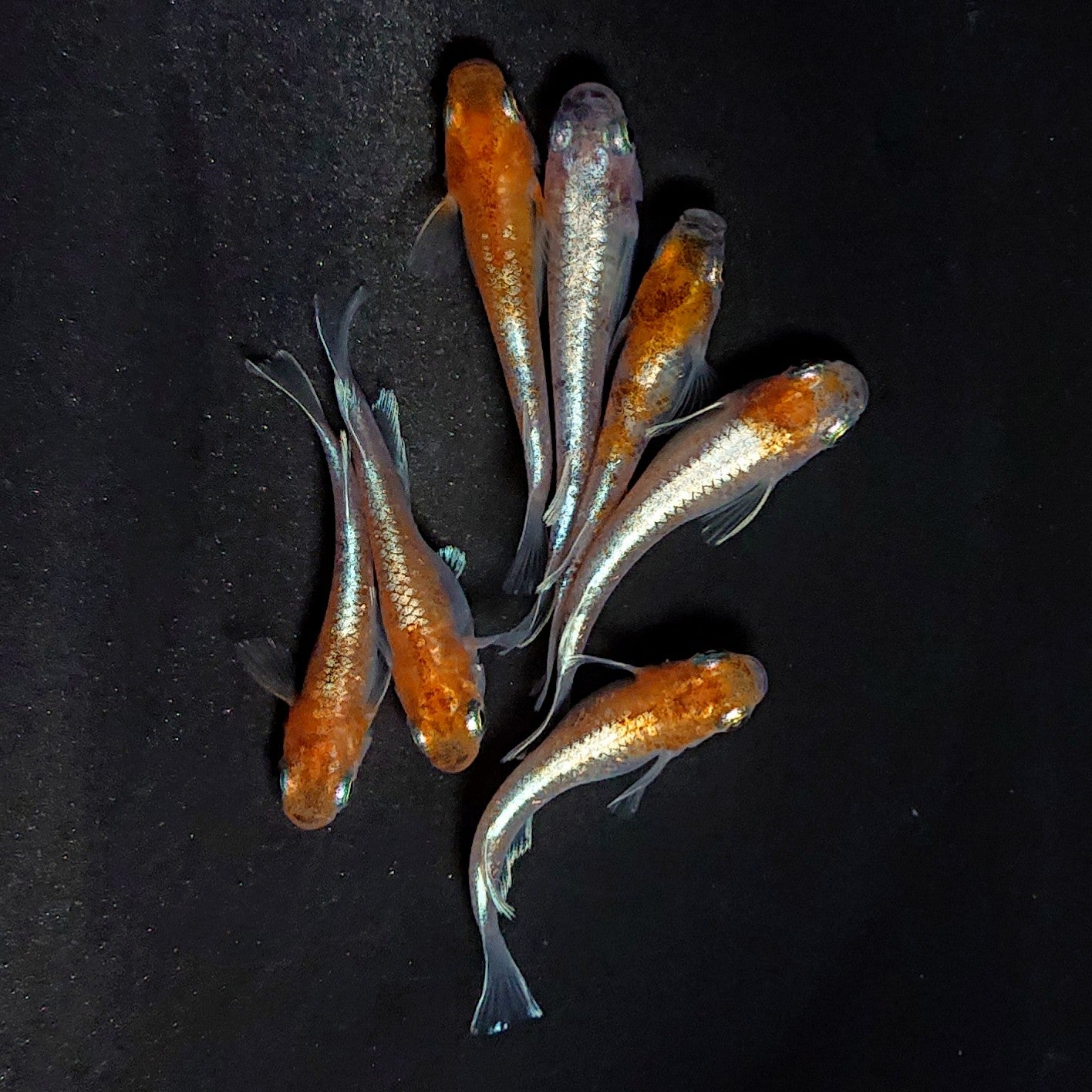 【現物】菊銀紅玉　7匹　オス3メス4　3908