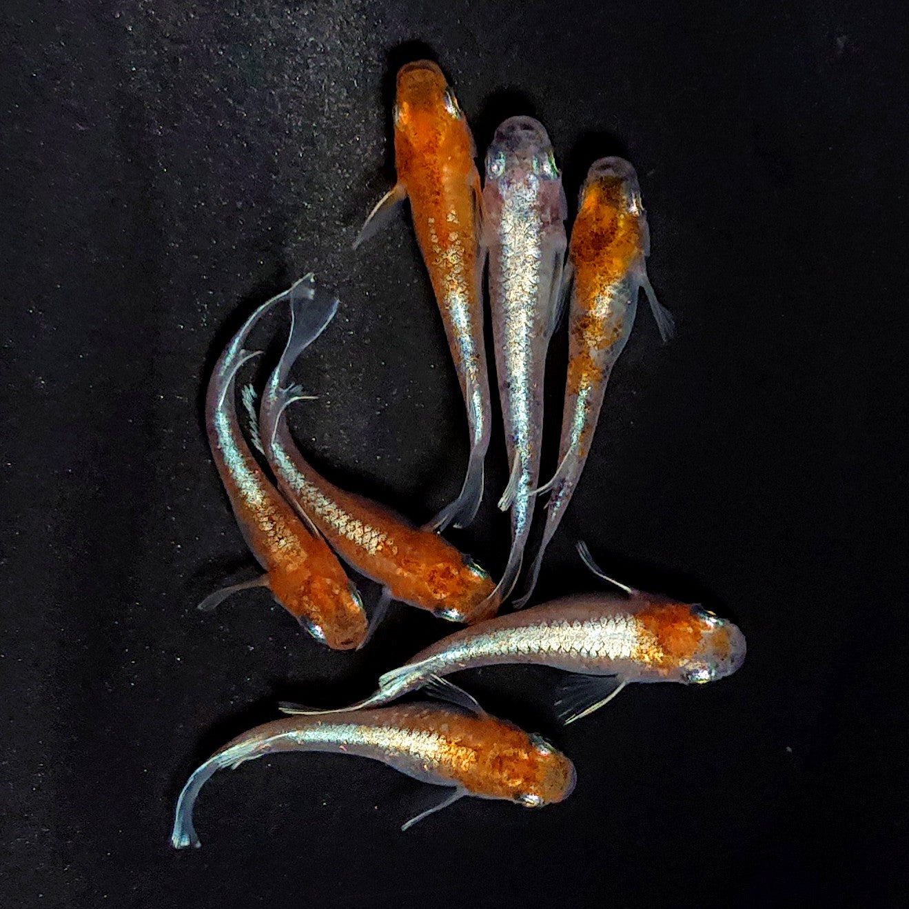 【現物】菊銀紅玉　7匹　オス3メス4　3908