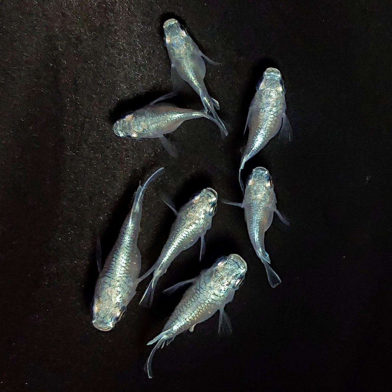 【現物】エンゼル　7匹　オス4メス3　3914