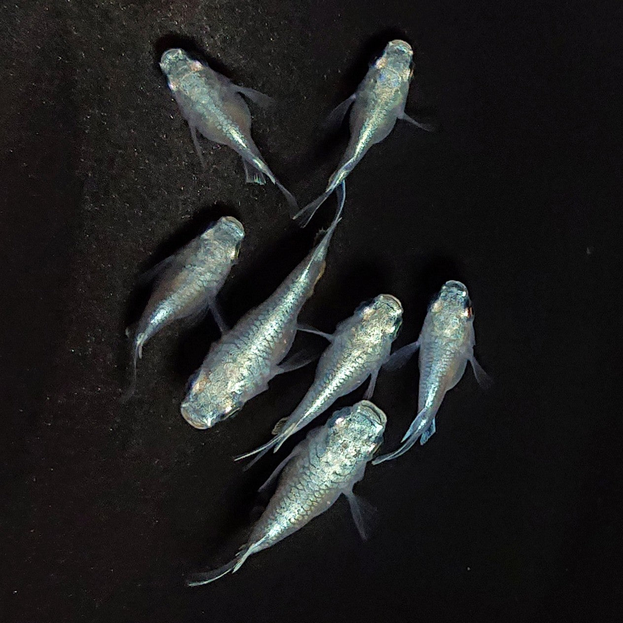 【現物】エンゼル　7匹　オス4メス3　3914