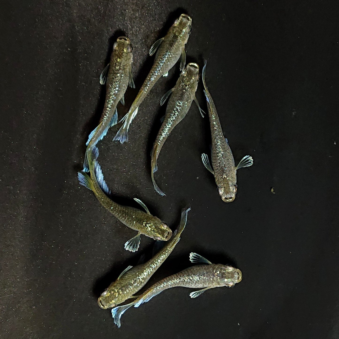 【現物】フロマージュキッシング体外光　7匹　オス2メス5　3909