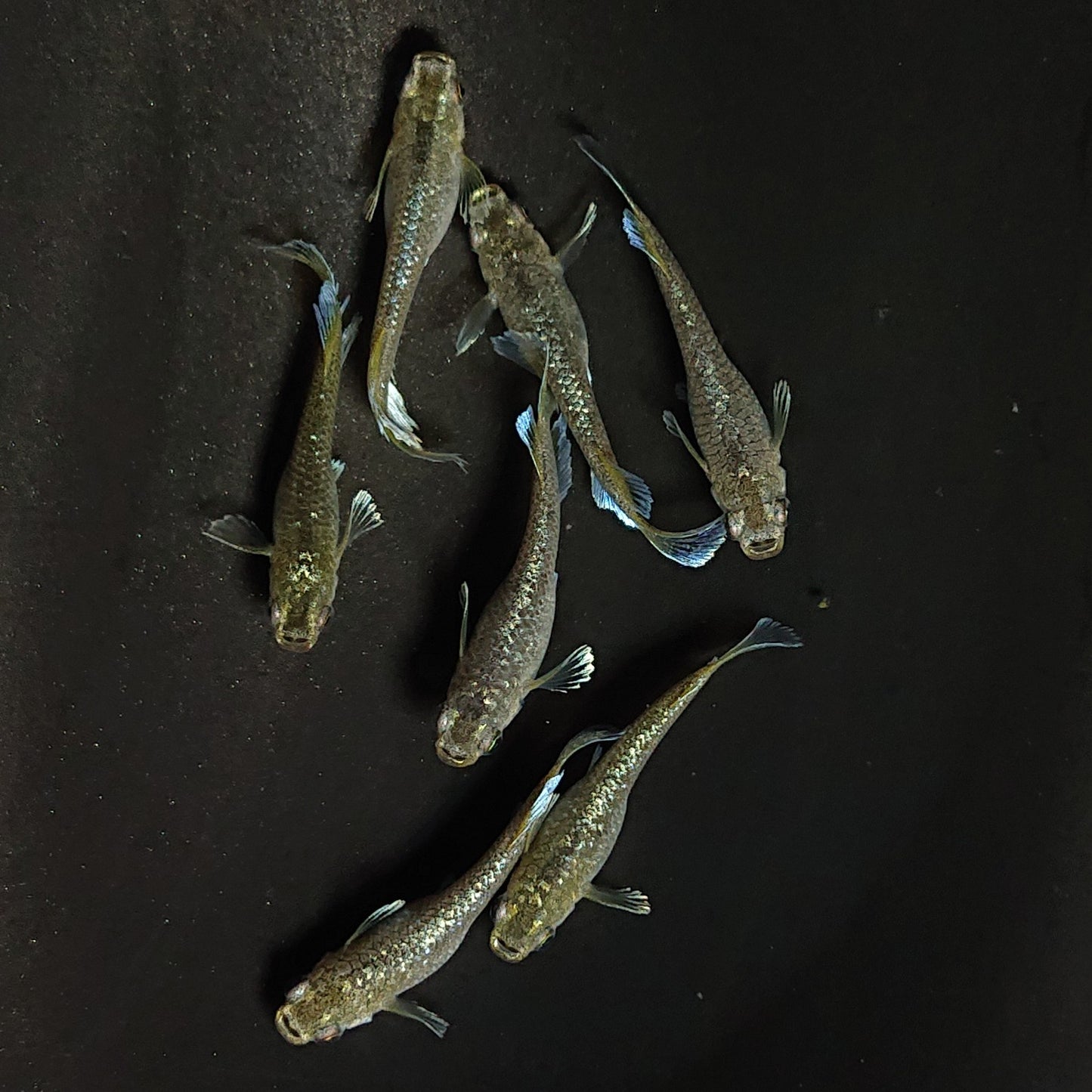 【現物】フロマージュキッシング体外光　7匹　オス2メス5　3909