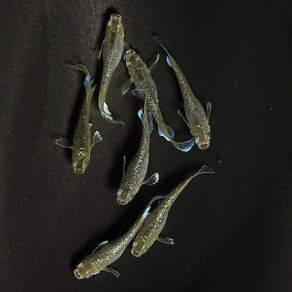 【現物】フロマージュキッシング体外光　7匹　オス2メス5　3909