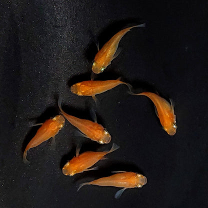 【現物】紅帝だるま　7匹　オス4メス3　3913