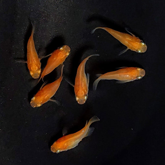 【現物】紅帝だるま　7匹　オス4メス3　3913