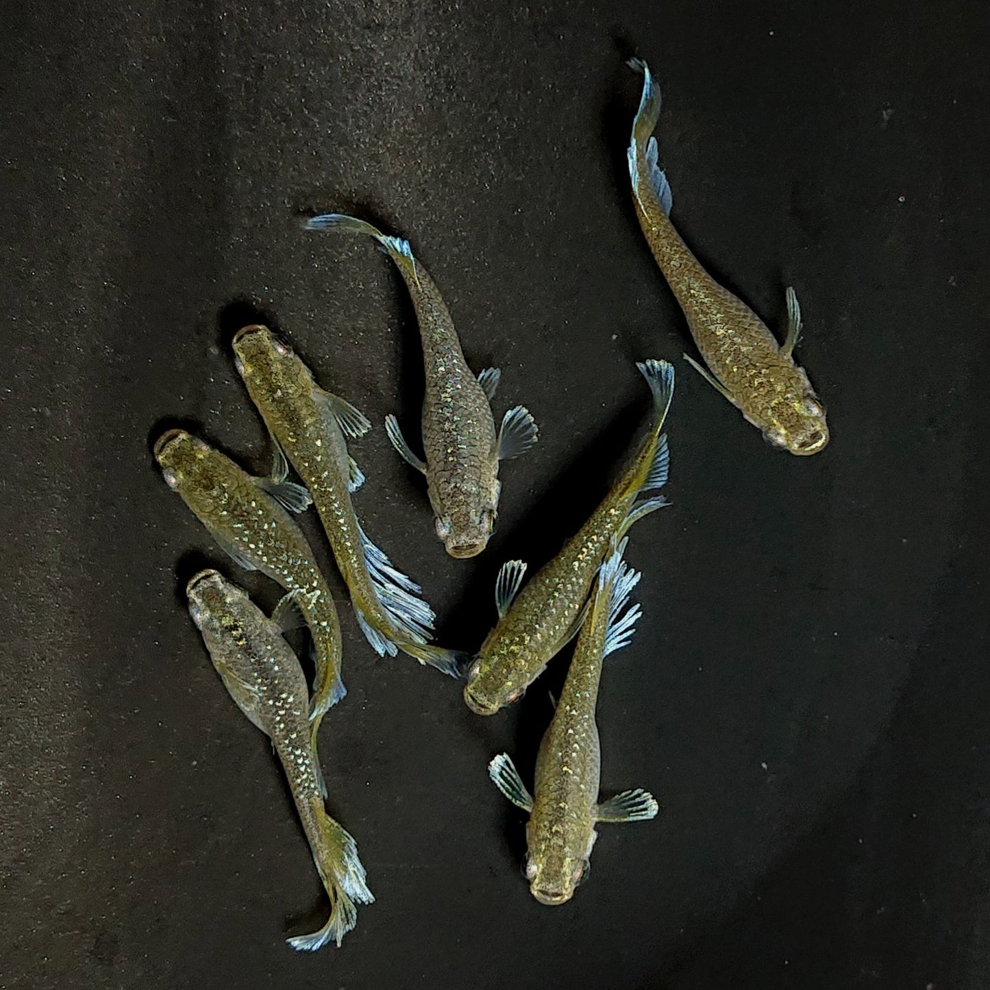 【現物】フロマージュキッシング上見強ラメ　7匹　オス3メス4　3910