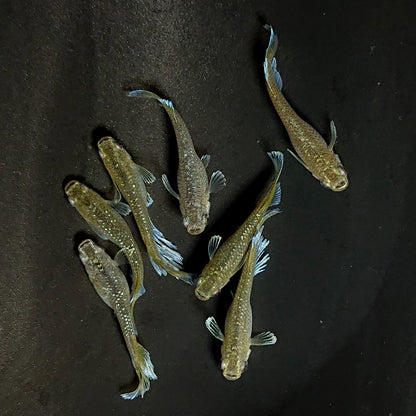 【現物】フロマージュキッシング上見強ラメ　7匹　オス3メス4　3910