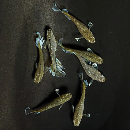 【現物】フロマージュキッシング上見強ラメ　7匹　オス3メス4　3910