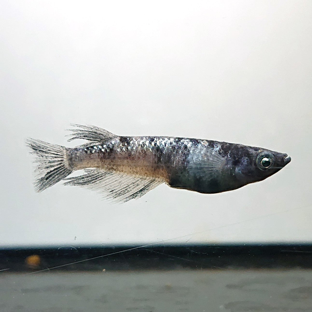 【現物】和墨星ラメ　3匹　オス1メス2　両眼アースアイ・ブルーラメ・抱卵個体　3930