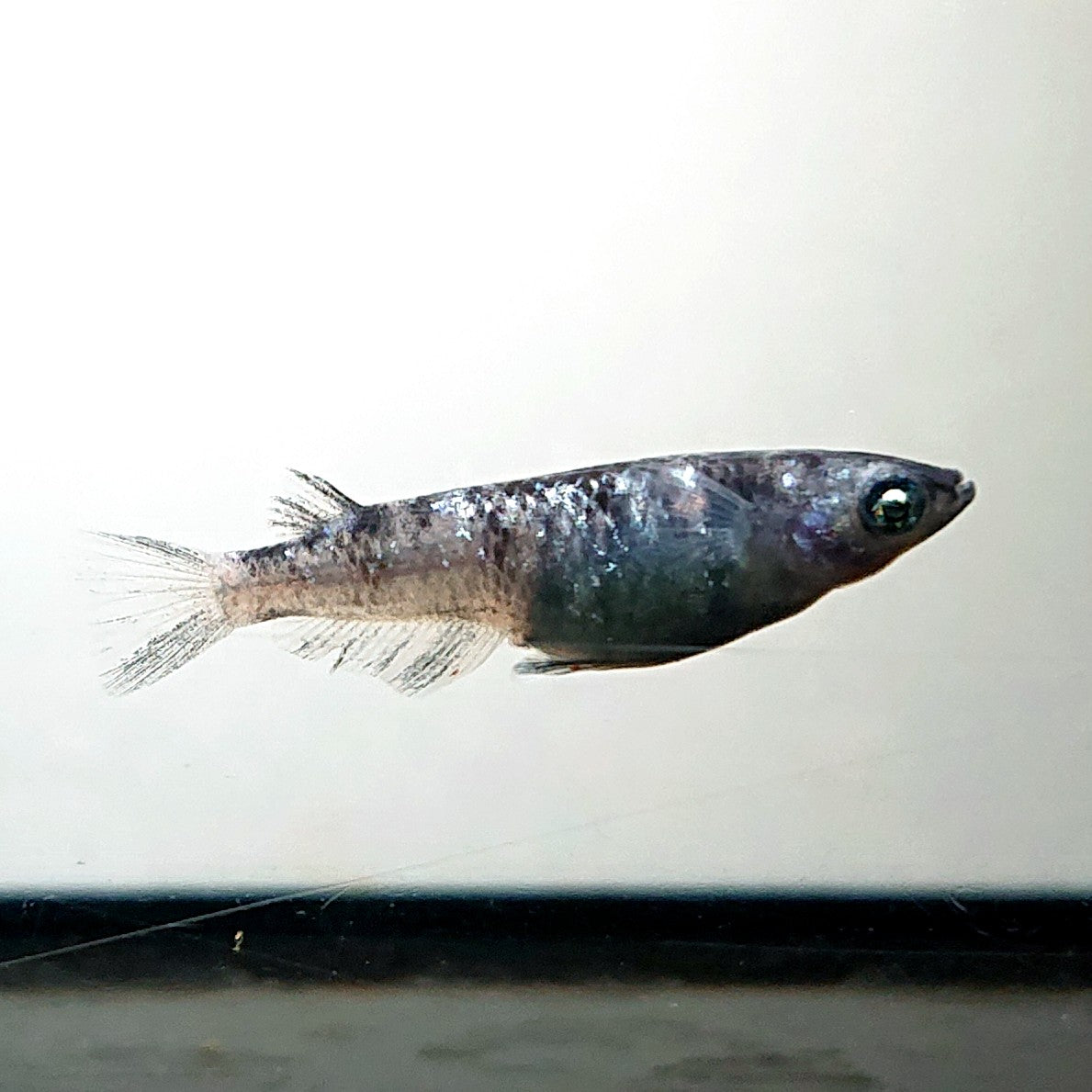 【現物】和墨星ラメ　3匹　オス1メス2　両眼アースアイ・ブルーラメ・抱卵個体　3930