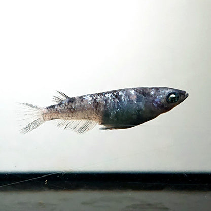 【現物】和墨星ラメ　3匹　オス1メス2　両眼アースアイ・ブルーラメ・抱卵個体　3930