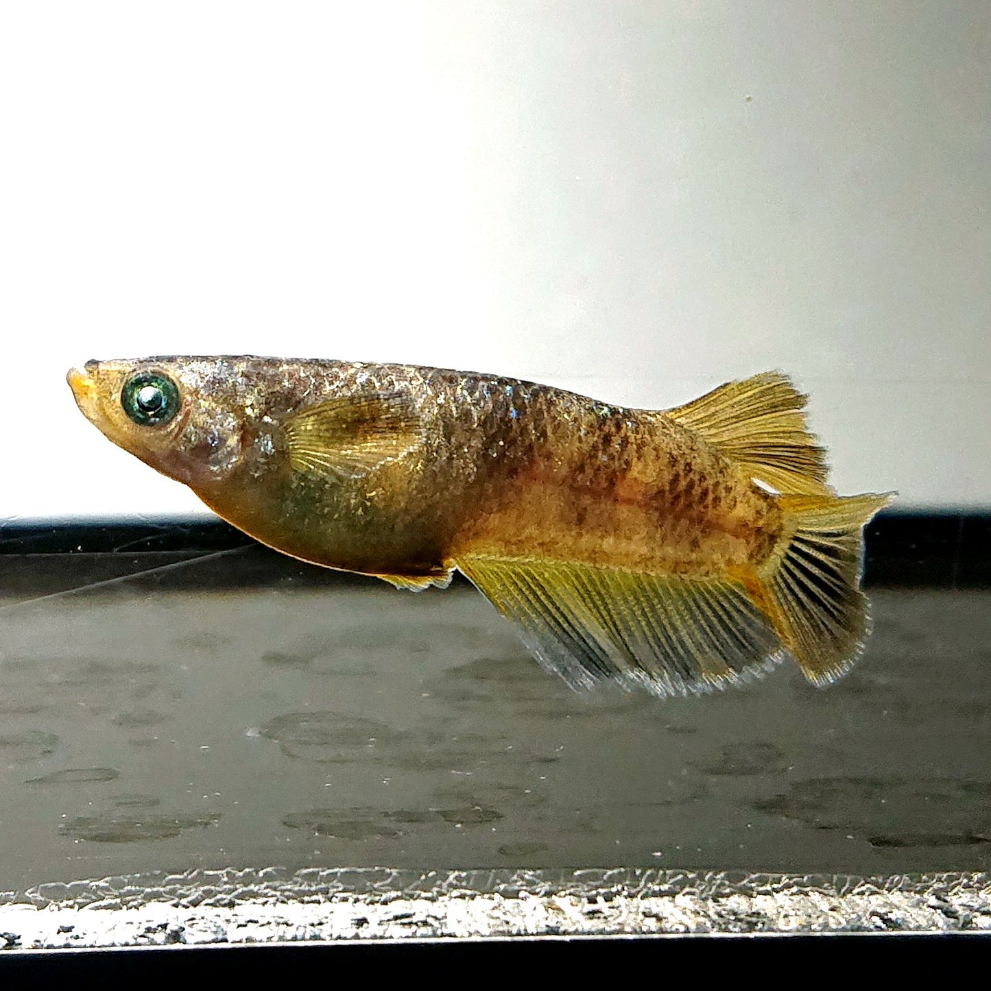 【現物】金箔和墨　3匹　オス2メス1　ブルーラメ・濃墨個体　3917