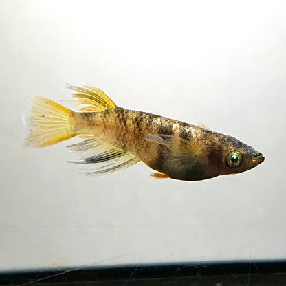 【現物】金閣　5匹　オス2メス3　3919