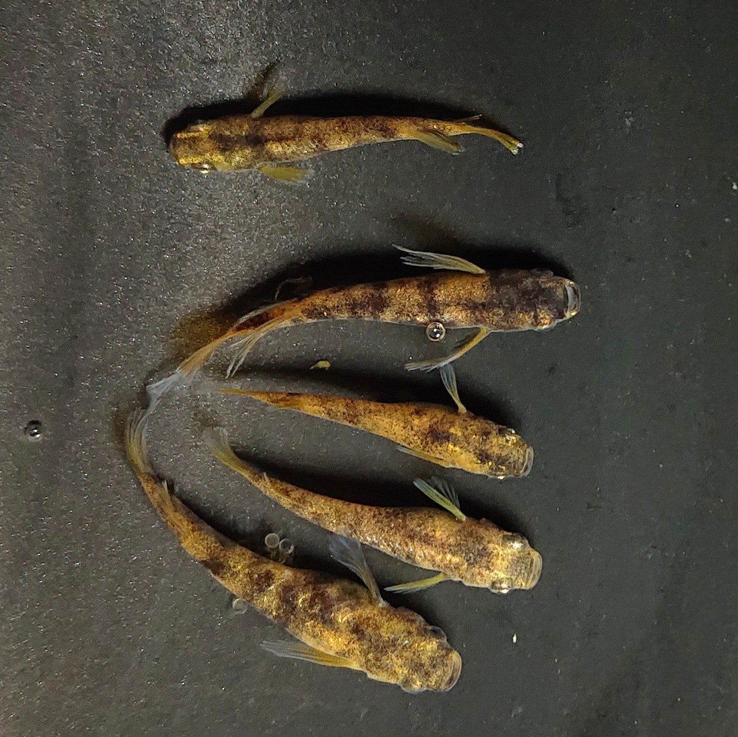 【現物】金閣　5匹　オス2メス3　3919