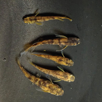 【現物】金閣　5匹　オス2メス3　3919