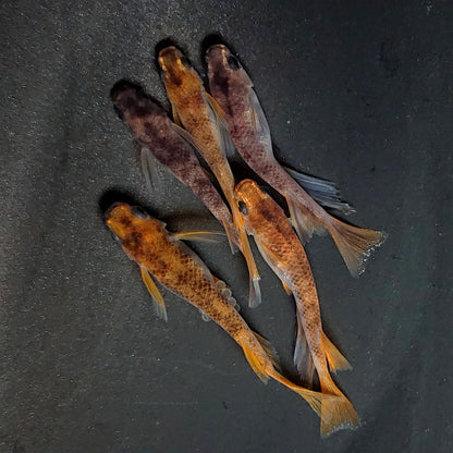 【現物】和墨赤虎リアルロングフィン　5匹　オス3メス2　3920