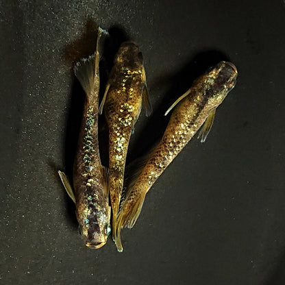 【現物】金箔和墨　3匹　オス2メス1　ブルーラメ・濃墨個体　3917