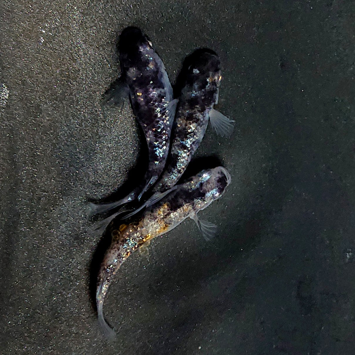 【現物】和墨星ラメ　3匹　オス1メス2　両眼アースアイ・ブルーラメ・抱卵個体　3930