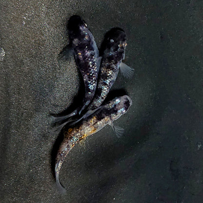 【現物】和墨星ラメ　3匹　オス1メス2　両眼アースアイ・ブルーラメ・抱卵個体　3930