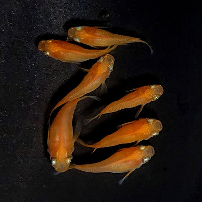 【現物】紅帝だるま　7匹　オス3メス4　3926