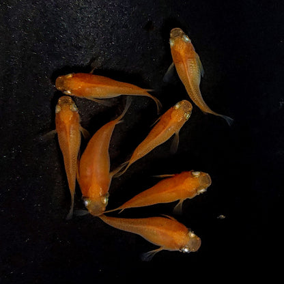 【現物】紅帝だるま　7匹　オス3メス4　3926