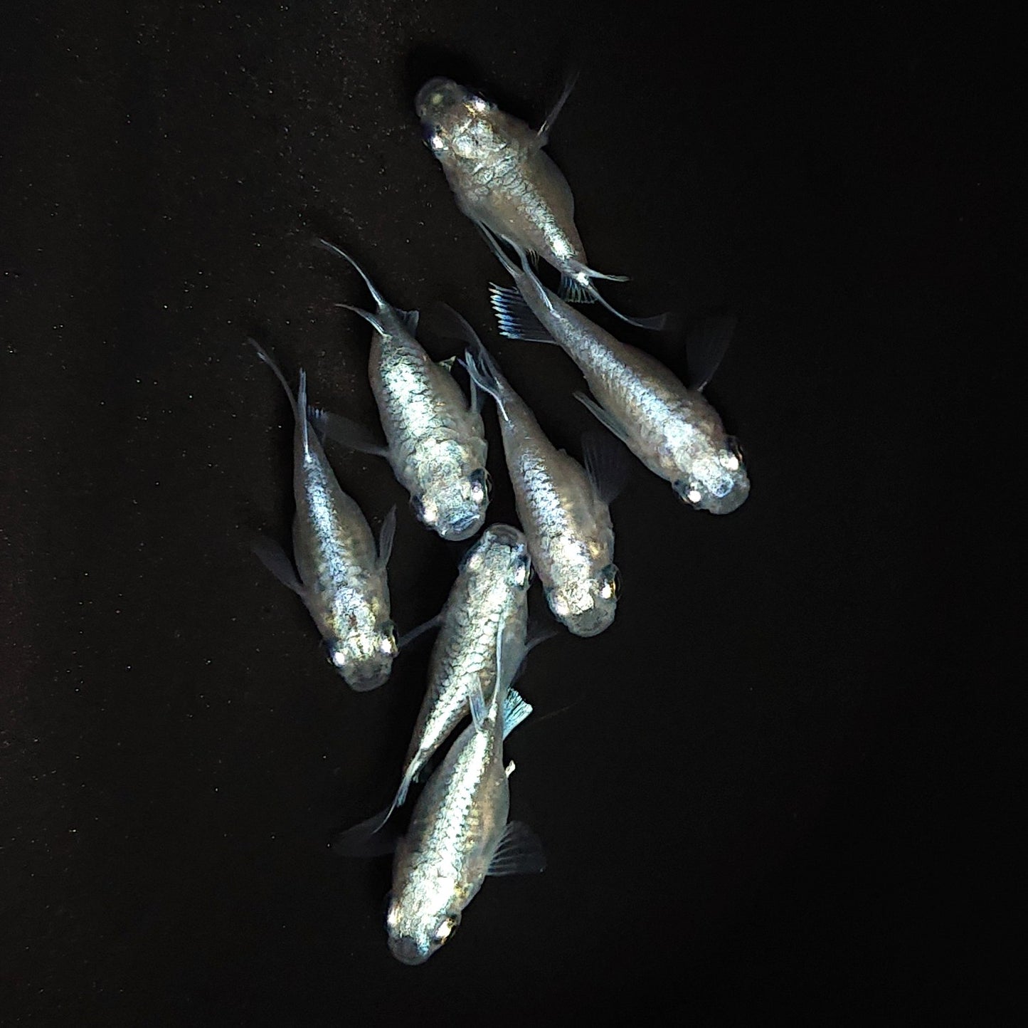 【現物】エンゼル　7匹　オス3メス4　3927