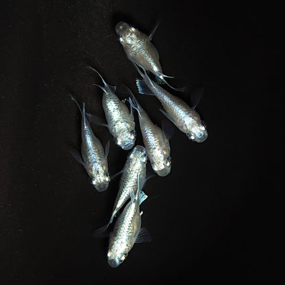 【現物】エンゼル　7匹　オス3メス4　3927