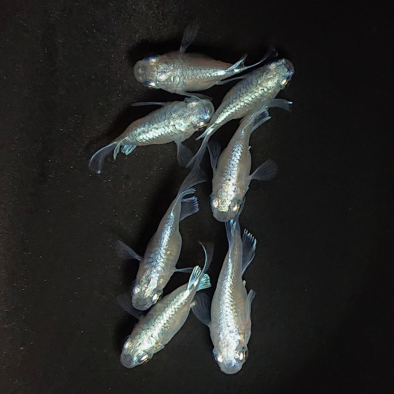 【現物】エンゼル　7匹　オス3メス4　3927