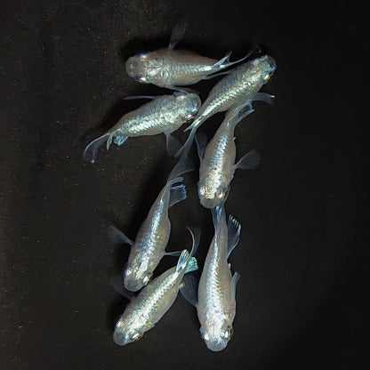 【現物】エンゼル　7匹　オス3メス4　3927