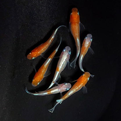 【現物】豆紅エボリューション　7匹　オス3メス4　3923