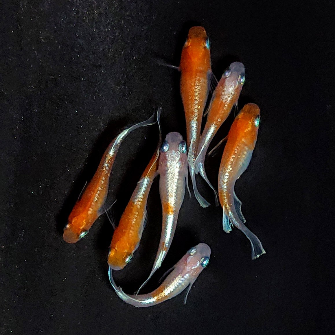 【現物】豆紅エボリューション　7匹　オス3メス4　3923