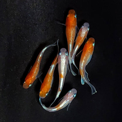 【現物】豆紅エボリューション　7匹　オス3メス4　3923