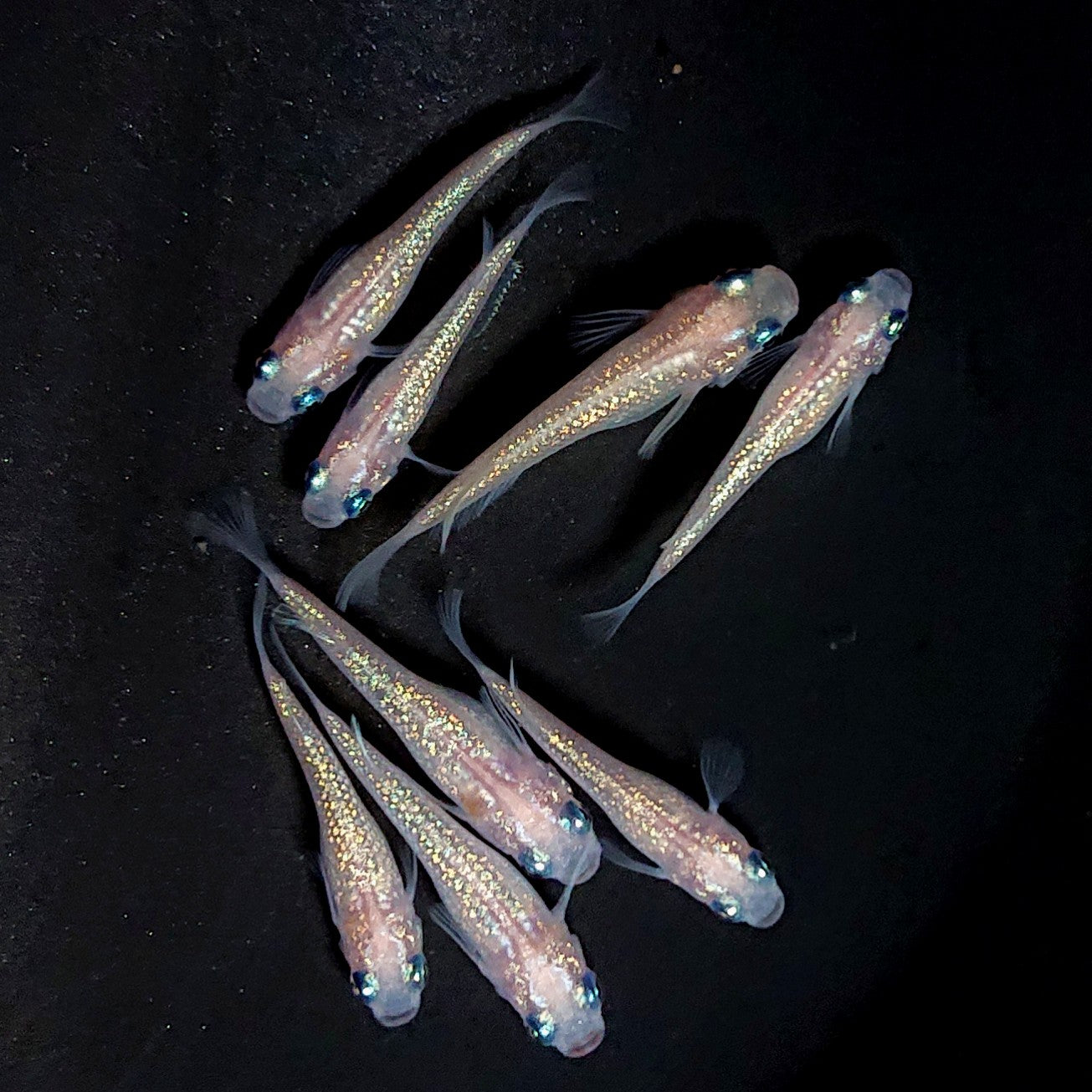 【現物】ピンクサファイア　8匹　オス3メス5　3925