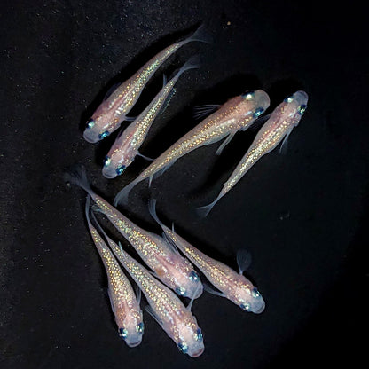 【現物】ピンクサファイア　8匹　オス3メス5　3925