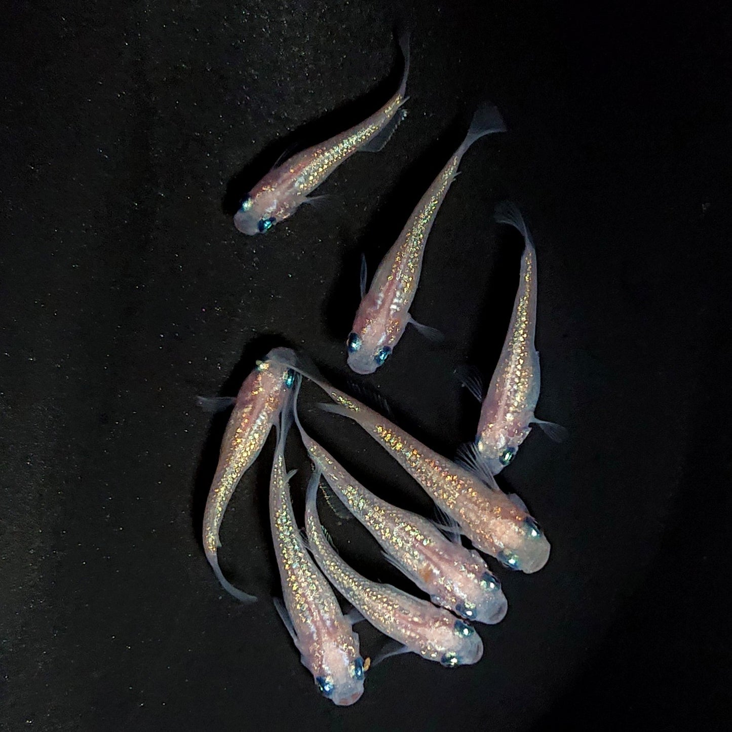 【現物】ピンクサファイア　8匹　オス3メス5　3925