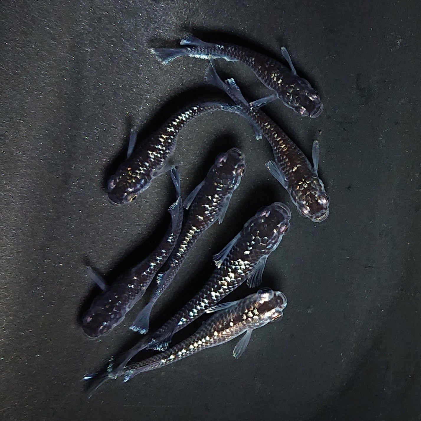 【現物】ミッドナイトフリル ラメtype　7匹　オス3メス4　3924