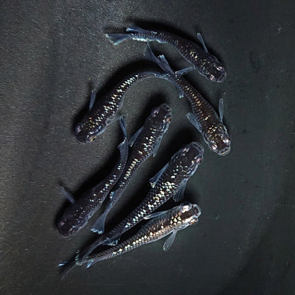 【現物】ミッドナイトフリル ラメtype　7匹　オス3メス4　3924