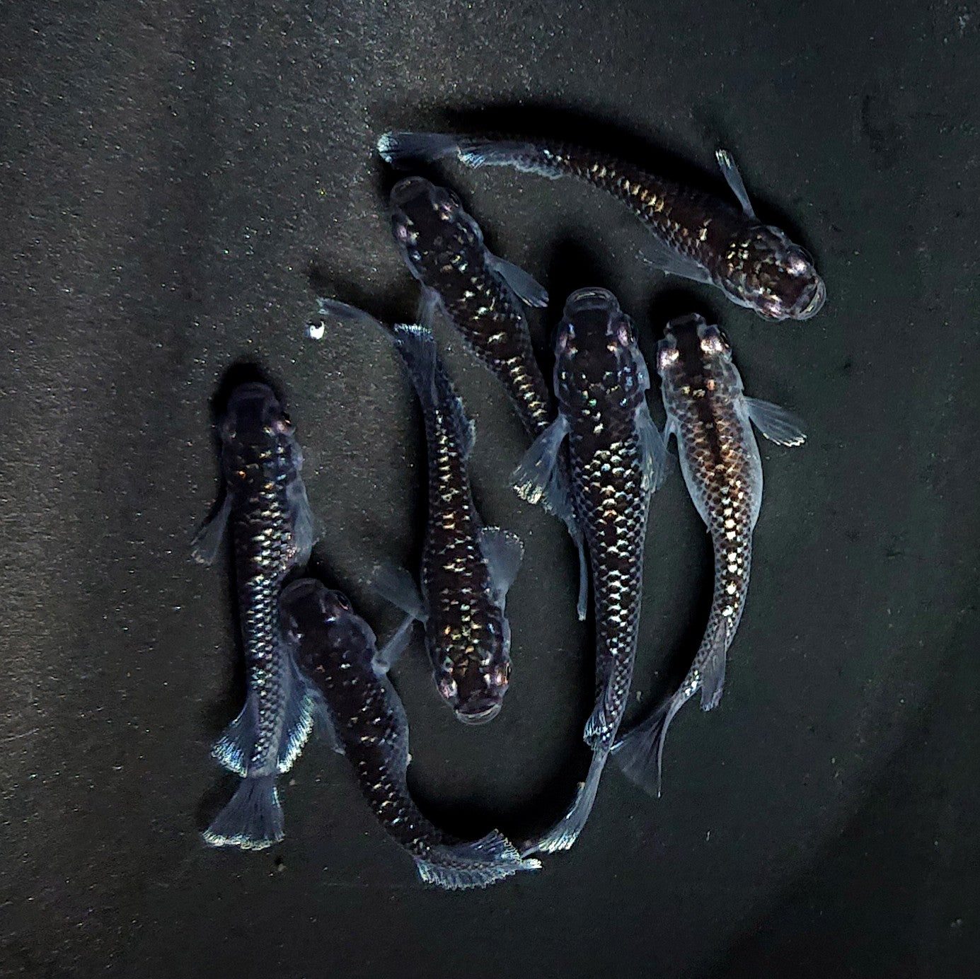 【現物】ミッドナイトフリル ラメtype　7匹　オス3メス4　3924