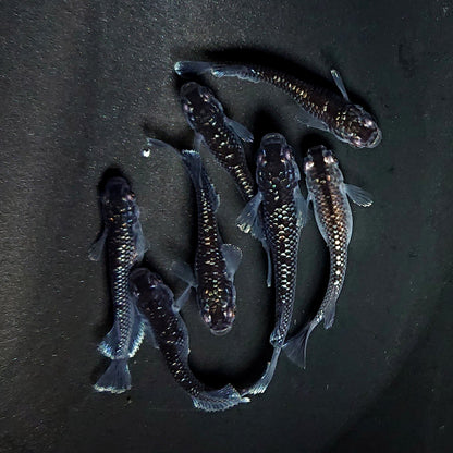 【現物】ミッドナイトフリル ラメtype　7匹　オス3メス4　3924