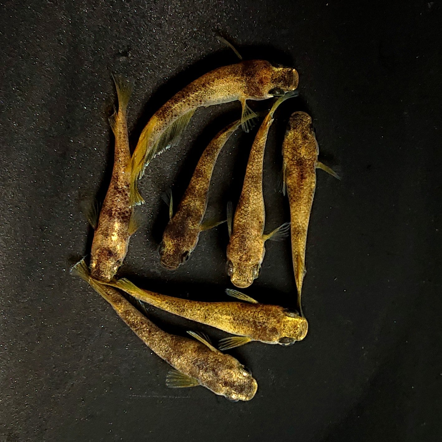 【現物】【NEW】美虎アースアイ×蛇墨武リモーネキッシング亜種 F3　7匹　オス3メス4　3922