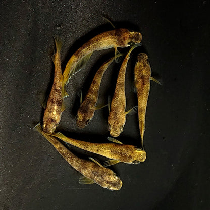 【現物】【NEW】美虎アースアイ×蛇墨武リモーネキッシング亜種 F3　7匹　オス3メス4　3922