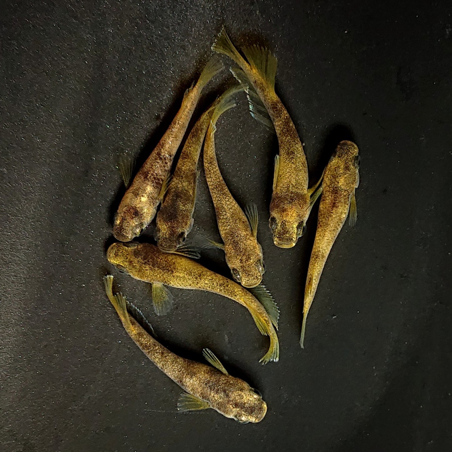 【現物】【NEW】美虎アースアイ×蛇墨武リモーネキッシング亜種 F3　7匹　オス3メス4　3922