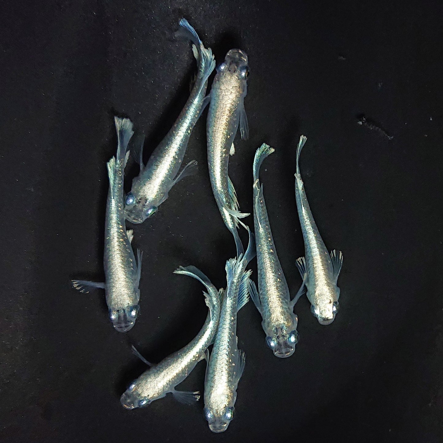 【現物】【NEW】サンセット極龍亜種　7匹　オス3メス4　3921