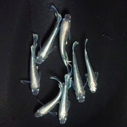 【現物】【NEW】サンセット極龍亜種　7匹　オス3メス4　3921