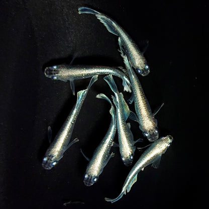 【現物】【NEW】サンセット極龍亜種　7匹　オス3メス4　3921