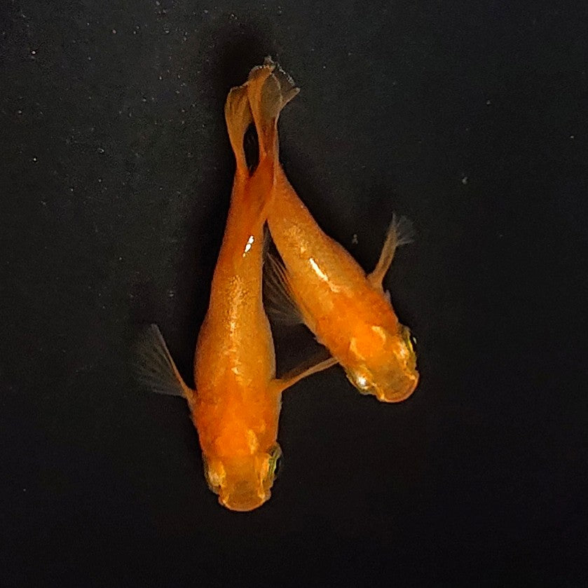 【現物イベント限定】プラチナ牡丹だるま　半だるま・ショートボディ　稚魚10匹　3972