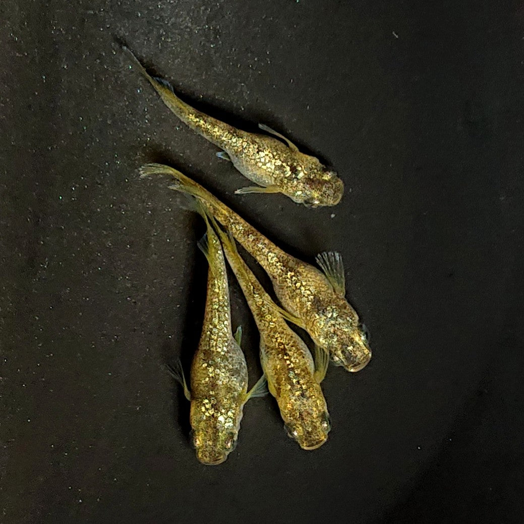 【現物】金箔和墨　4匹　オス1メス3　濃墨個体　3929