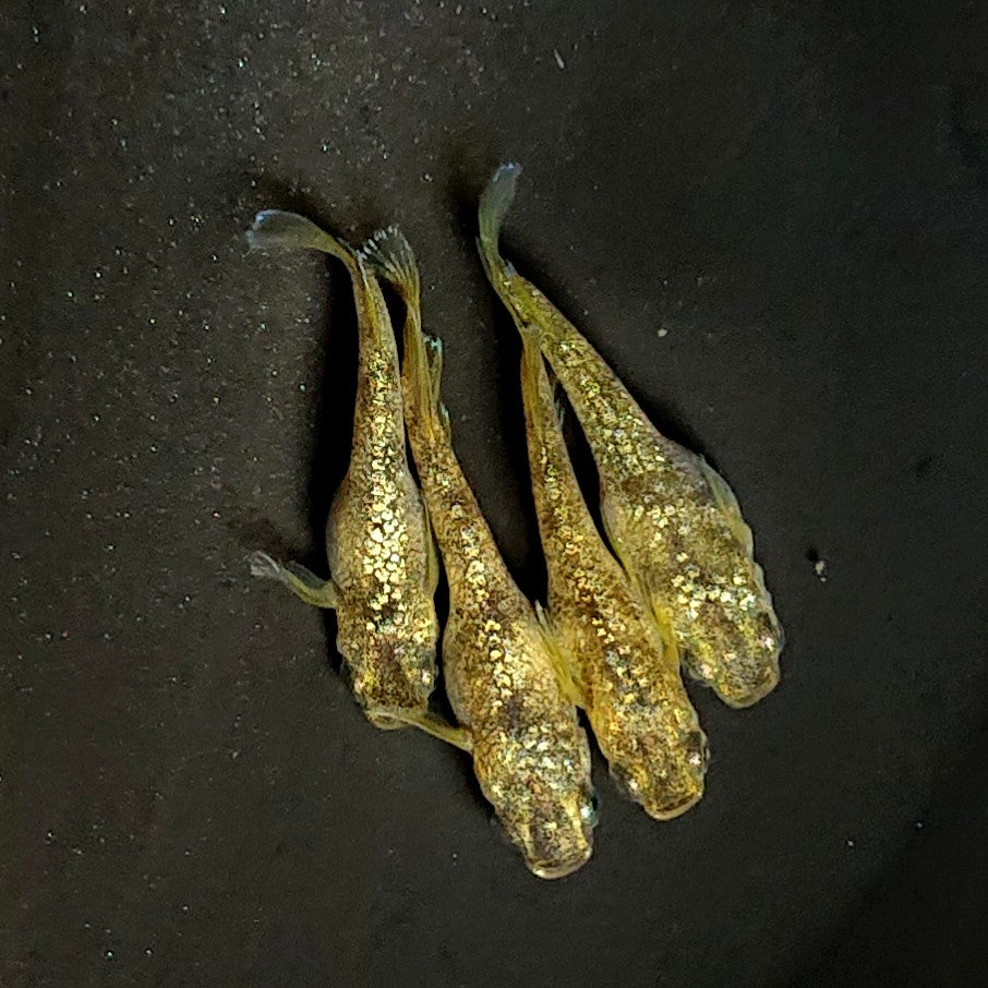 【現物】金箔和墨　4匹　オス1メス3　濃墨個体　3929